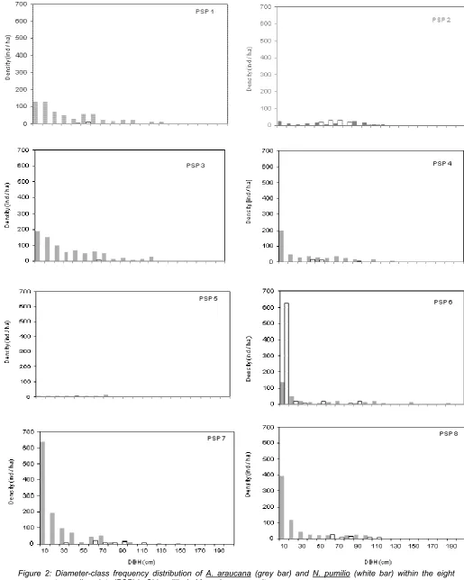 Figure 2: Diameter-class frequency distribution of A. araucana (grey bar) and N. pumilio (white bar) within the eight 