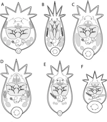 Figura 2. Esquemas representativos de la morfología interna de seis especies 