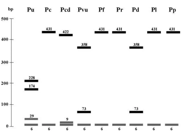 Figura 4. Ejemplos de la morfología valvar de: 1. P. ulyssiponensisnoreste y 5.  y 2 P