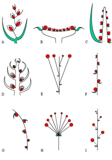 Figura 1. Formas de distintas inflorescencias simples (modificado de 