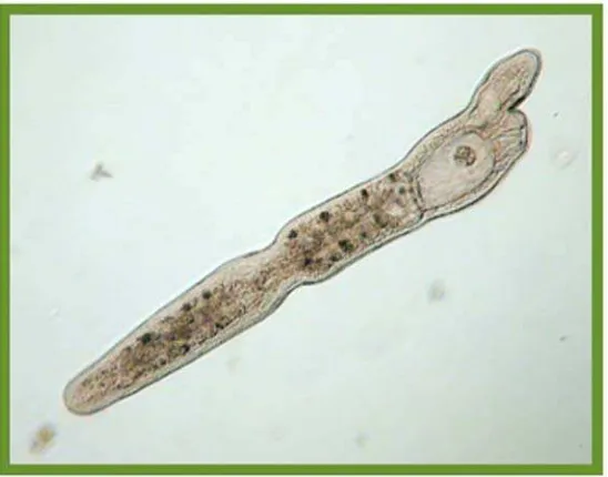 Figura 2. Representante del género Stenostomum. 