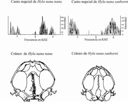 Figura 2. Sonogramas del canto nupcial de Hyla nana nana e Hyla nana sanborni de poblaciones de São Paulo, Brasil (modificado de Faivovich et al., 2005)