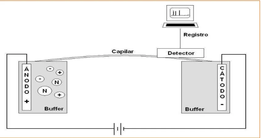 Figura. 2. Esquema equipo básico de electroforesis capilar 