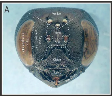 Figura A. los antenales; Xylocopa mendozana, hembra. Cabeza, vista frontal. AAn, alvéo-OL, ocelo lateral; OM, ocelo medio