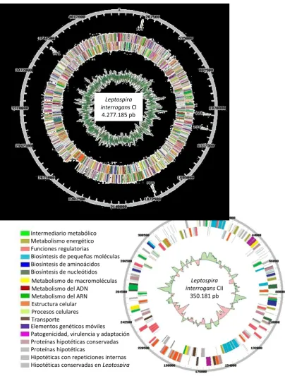 Figura 2.1. Mapa circular de los dos cromosomas de Leptospira interrogans.soma I (CI)
