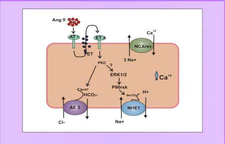 Fig. 4. Modelo que relaciona el aumento de intercambio Cl-