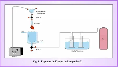 Fig. 5.  Esquema de Equipo de Langendorff. 