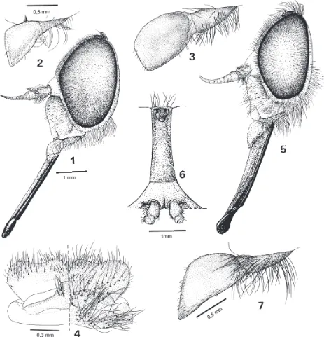 fig. 14Parosca ferruginea: Kröber 1930: 188-189, fig. 31A medium to large yellowish brown species with proboscis