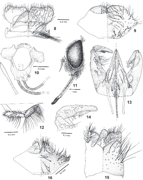 Fig. 15: epandrium, ventral plate of proctiger and cerci. Fig. 16: S. (Pseudoscione) hibernus female: VIII sternite and gonapophysis