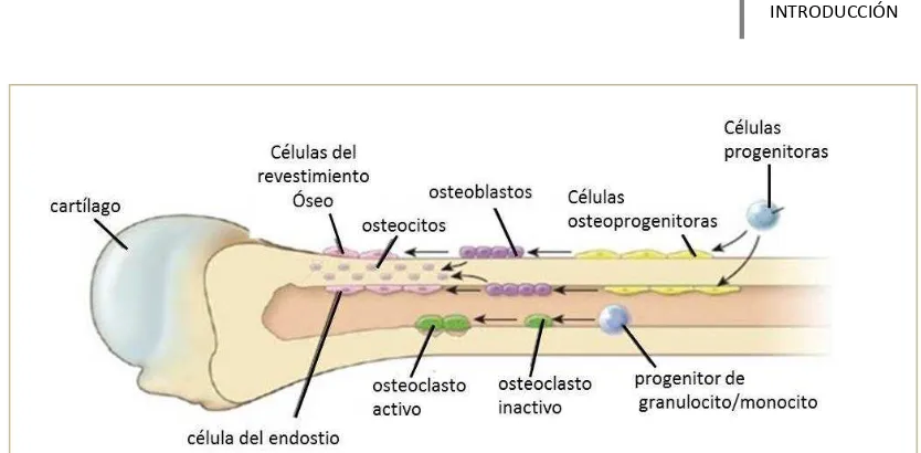 Figura I. 1. 4.: Esquema de los tipos celulares en el tejido óseo (Ross, M.H. y Pawlina, 