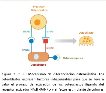 Figura 1. 1. 9.: Mecanismo de diferenciación osteoclástica. Los 