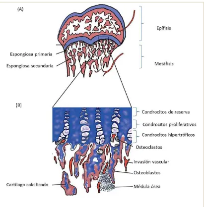 Figura I. 1. 11.: diferenciación de los condrocitos. Los condrocitos hipertróficos regulan la osificación endocondral a través de la expresión de factores genéticos y de ilustrativo sobre el cartílago de crecimiento, la espongiosa primaria y secundaria