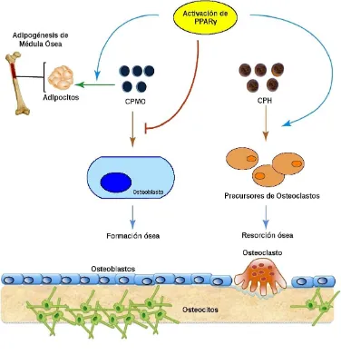 Figura I. 1. 5. B. Función del PPARγ en la diferenciación de CPMO y de CPH. (Adaptado 