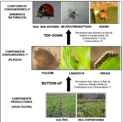 Figura 10.3: Mecanismos de control “Bottom- up” y” Top- down” y su efecto sobre el componente plaga