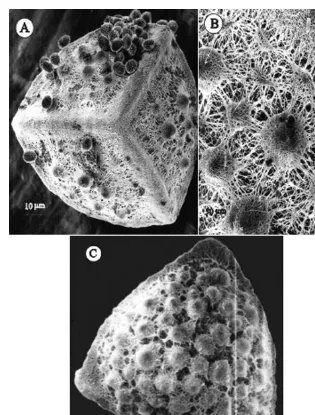 Fig. 2 – Isoetes pedersenii. A-C. Megaspores observed with SEM. A – Proximal view.The laesurae join in the equatorial zone or cingulum