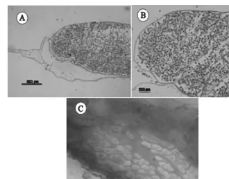 Fig. 4 – Isoetes pederseniimicrosporangium, with microspores inside. B – Detail of the microsporangium where trabeculae canbe seen