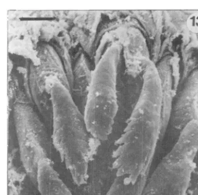 Fig. 14.- Dientes labiales de la hilera 