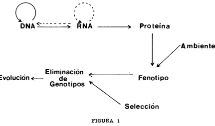 FIGURA 1