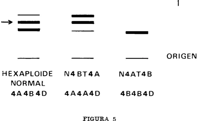 FIGURA 5