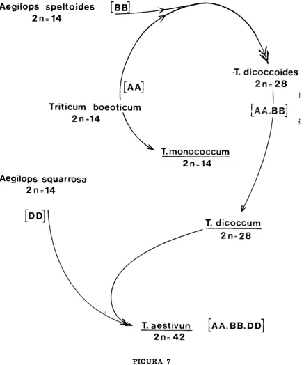 FIGURA 7
