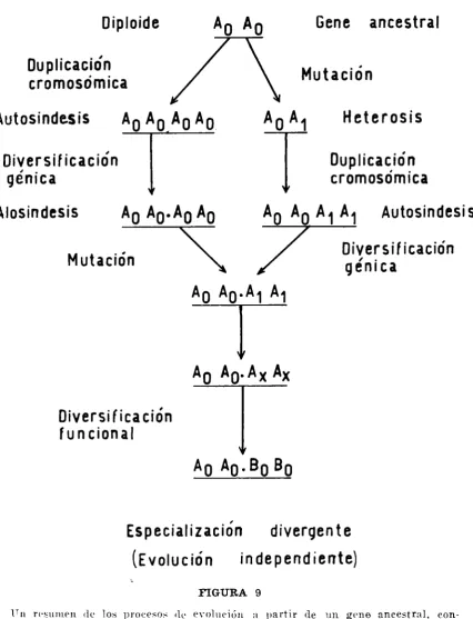 FIGURA 9