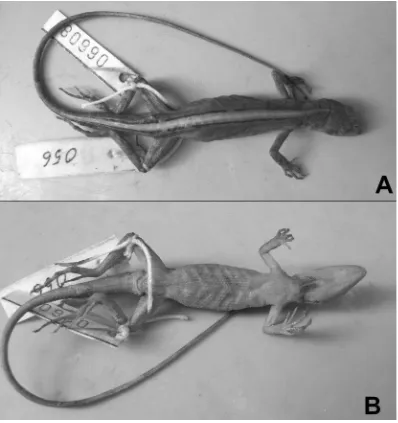 Figura 1. Vista dorsal (A) y ventral (B) del Neotipo de Anolis meridionalis MNHNP 6608.