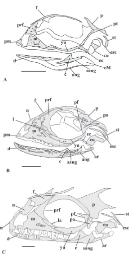 Figura 1. Desarrollo y secuencias de osificación del cráneo deciones se muestran en gris y los cartílago en blanco