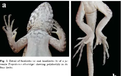 Fig. 1. Detail of forelimbs (a) and hindlimbs (b) of a ju-venile Tropidurus etheridgei showing polydactyly in itsfour limbs.