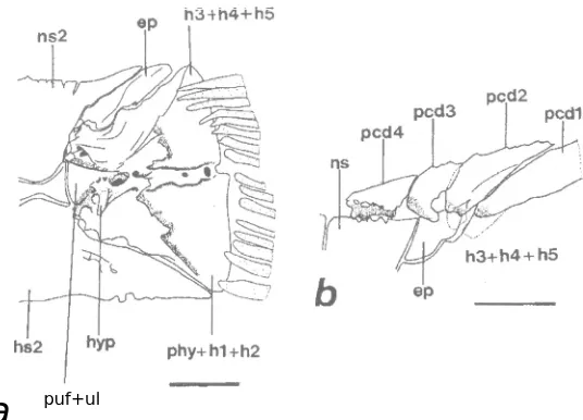 Fig. 18 a-b.-a  Caudal skeleton of 