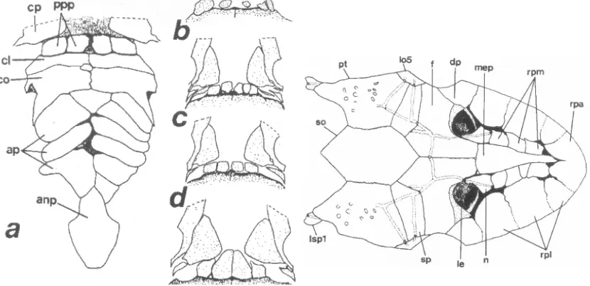 Fig. 2 a-e.- Ventral dermal plates of Hypoptopoma inexspectata, anterior toward top. a: 51.2 mm SL, prepectoral, abdominal, and anal plates