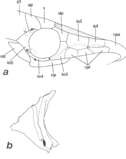 Fig. 8 rectus externo; RI: r. ethmoid; nii: optic nerve; pr: prootic; ps: para-sphenoid; pts: pterosphenoid; R: inexspectatabones, cleithrum-postemporal complex partially removed (47.4 mm SL); b: skull ventral wall, dorsal view, roof dorsal bones removed, 