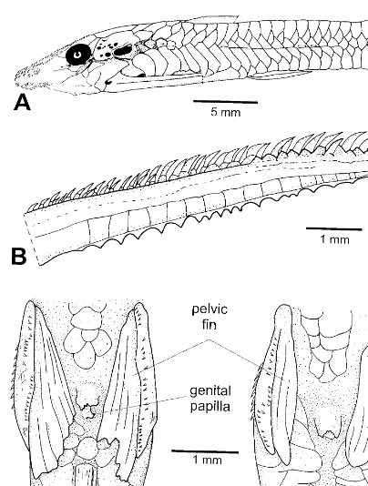 Fig. 2.Hisonotus ringueleti,pectoral-ﬁn spine; dorsal view, anterior toward top; ILPLA 883