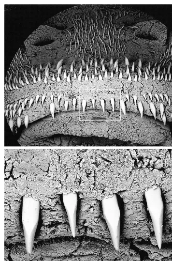 Fig. 3.Scanning electron micrograph of snout anterior rostral margin of80(AMNH 230702, female, 33.2 mm SL), scale bars 0.5 mm.rangement of odontodes, 20 Hisonotus ringueleti Top, anterior view showing biserial ar-�; bottom, magniﬁcation showing faceted odontodes of the ventrad series,�.
