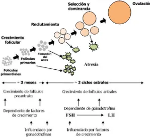 FIGURA 1. Esquema del crecimiento folicular en bovino (Webb y col., 2004) 