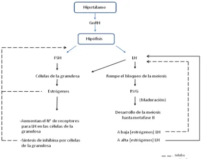 FIGURA 3. Regulación hormonal de la maduración 