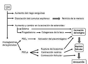 FIGURA 4. Mecanismo simplificado de la ovulación (Callejas SS, 1996)