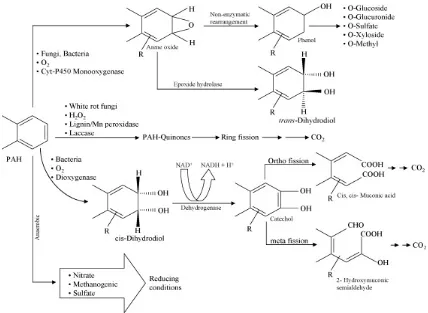 Figura I.1: Rutas metabólicas de degradación de PAH (Haritash y col., 2009). 