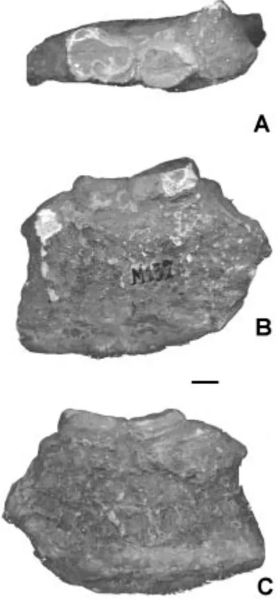 Fig. 3. MACN A1277, tipo de A. vetustumoclusal; B, vista lateral externa; C, vista lateral