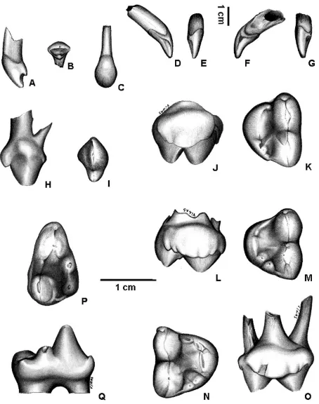 Figure 1. Arctothenium tarijensejense?, MLP 92-XI-27-1: left dP4; MLP 92-XI-28-1: rigth dP4; tarijenselabial view
