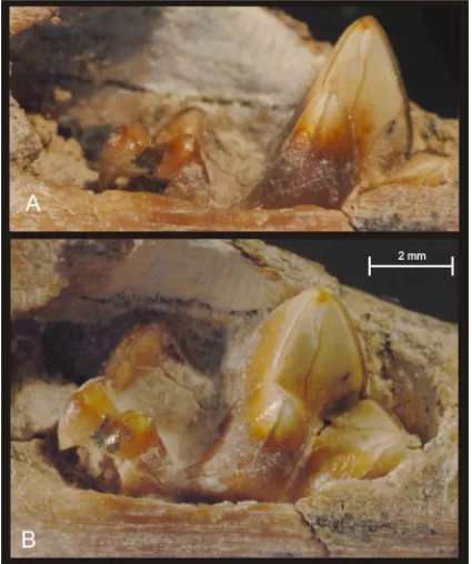 FIGURE 2: Thylophorops lorenzinii sp. nov. MLP 08-III-10-1 (Holotype); detail of the erupting m3 in lingual (A), and occlusal-lingual views (B)