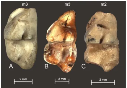FIGURE 4: Lower left molars of Thylophorops chapalmalensis (left, detail of specimen MPH 064), T