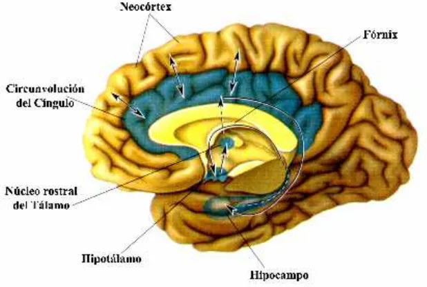 Fig. 8. Grafica de las células de un cerebelo de pollo publicadas por Ramón y Cajal, en su libro Histología del Sistema Nervioso del Hombre y de los Vertebrados (1981)
