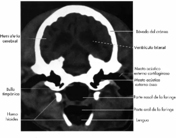 Fig. 11. Tomografía Axial Computarizada de la cavidad craneana y oído de un gato (corte transversal) 