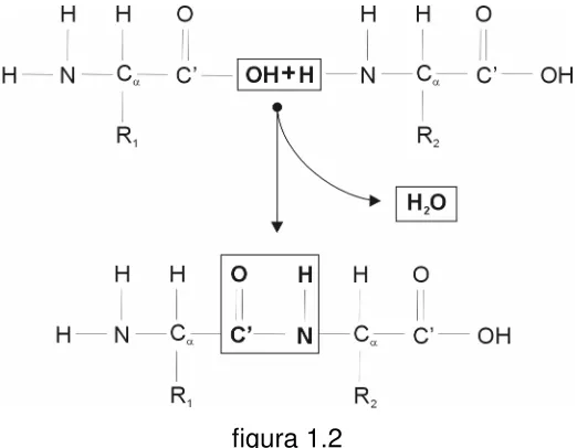 figura 1.2 