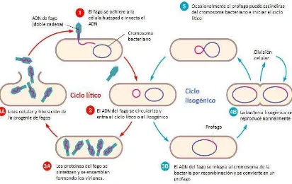 Figura 1         Esquema de los ciclos lítico y lisogénico (correspondiente al fago ) explicados en el diagrama