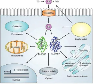 Fig 2. Esquema simplificado del metabolismo de FA en enterocitos. Los FA que provienen de la hidrólisis de TG dietarios se incorporan en los enterocitos por difusión simple o mediado por proteínas de membrana