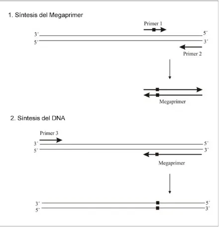 Fig 4. Técnica de mutagénesis sitio-dirigida. Esquema del método megaprimer-PCR para la generación de mutantes puntuales