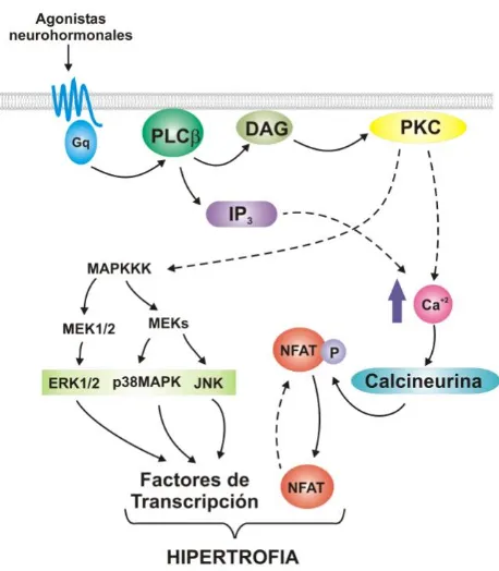 Figura 15I. Vía de señalización activada por la quinasa PKC: promueve el aumento de [Ca+2]i y la activación de moléculas implicadas en vías de señalización intracelular que estimulan la síntesis proteica y la transcripción de genes, procesos estrechamente 