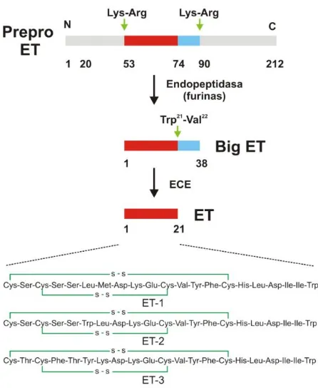 Figura 16I.  Procesamiento de la prepro-ET e isoformas de ET. 