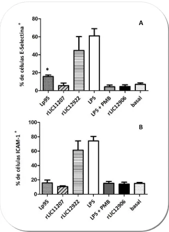 Figura rLIC11207Anegativolasusó 2.17  Inducción  de  la  expresión  de  E‐selectina  e  ICAM‐1  en  HUVECs  por  rLp95,  y rLIC12922. Monocapas confluentes de HUVEC tratadas con PMB (7 µg/ml) fueron tratadas durante 1 hora con 25 µg/ml de proteína recombinante. Luego el medio fue removido y  células se cultivaron más de 4 horas en RPMI‐1640 suplementado con FBS al 10%. Como control  se realizó la incubación con rLIC12906 (50 mg/ml) (barra negra). Como control positivo se  LPS (1 µg/ml) con y sin el agregado de PMB (7 µg /ml) (barra y gris y blanca, respectivamente).  y B muestran el porcentaje de células E‐selectina+ y de células ICAM‐1+, respectivamente. Los datos mostrados son la media ±SEM de tres experimentos independientes. * p <0,01 vs basal. 